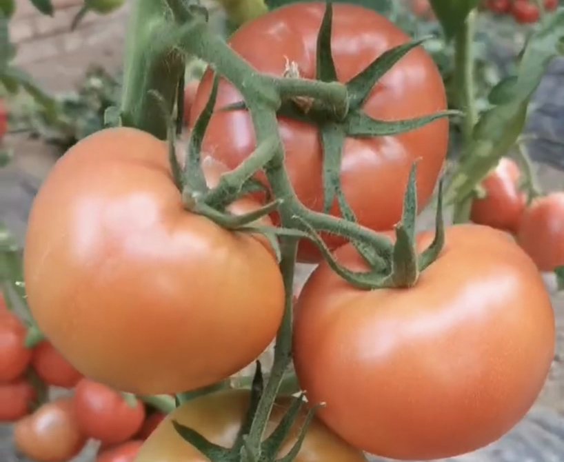 薩頓6號（露天口感番茄）